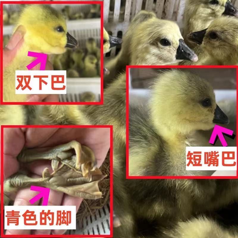 狮头鹅苗货到满意付款包防疫运输买1000送100