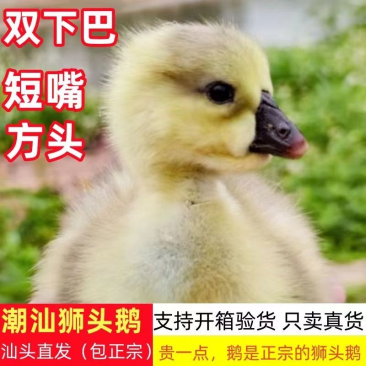狮头鹅苗货到满意付款包防疫运输买1000送100