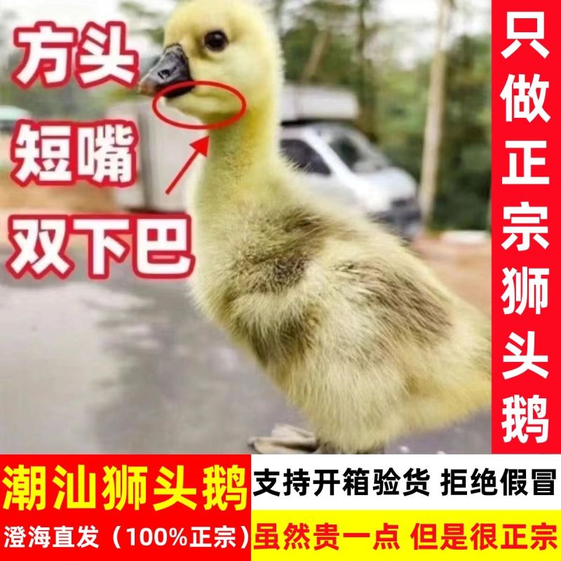 狮头鹅苗货到满意付款包防疫运输买1000送100