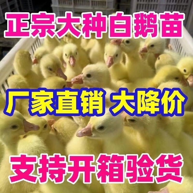 三花鹅苗货到满意付款包防疫运输买1000送100