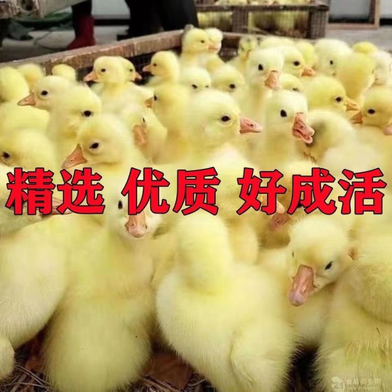 三花鹅苗货到满意付款包防疫运输买1000送100