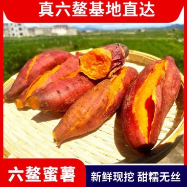 【六鳌甜蜜薯】一件代发沙地红心地瓜新鲜红薯番薯农家当季无丝