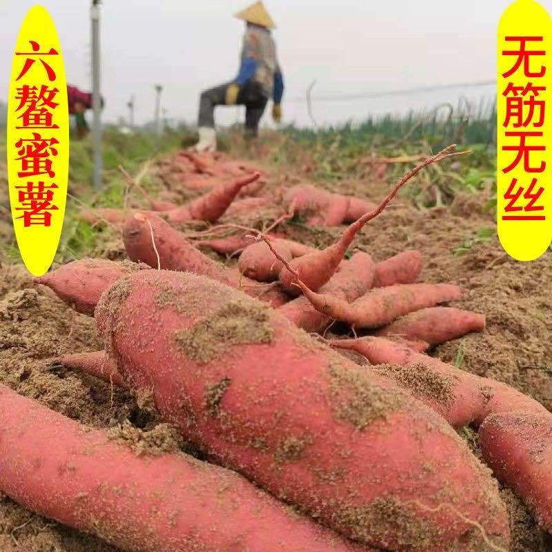 【六鳌甜蜜薯】一件代发沙地红心地瓜新鲜红薯番薯农家当季无丝