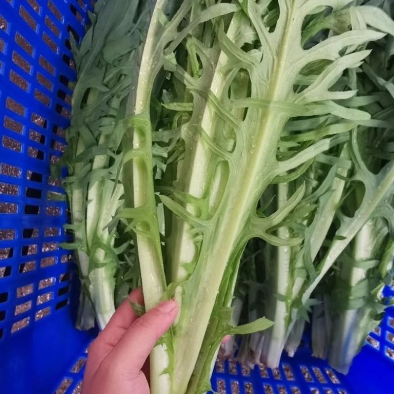 正宗博白甜麦菜苗