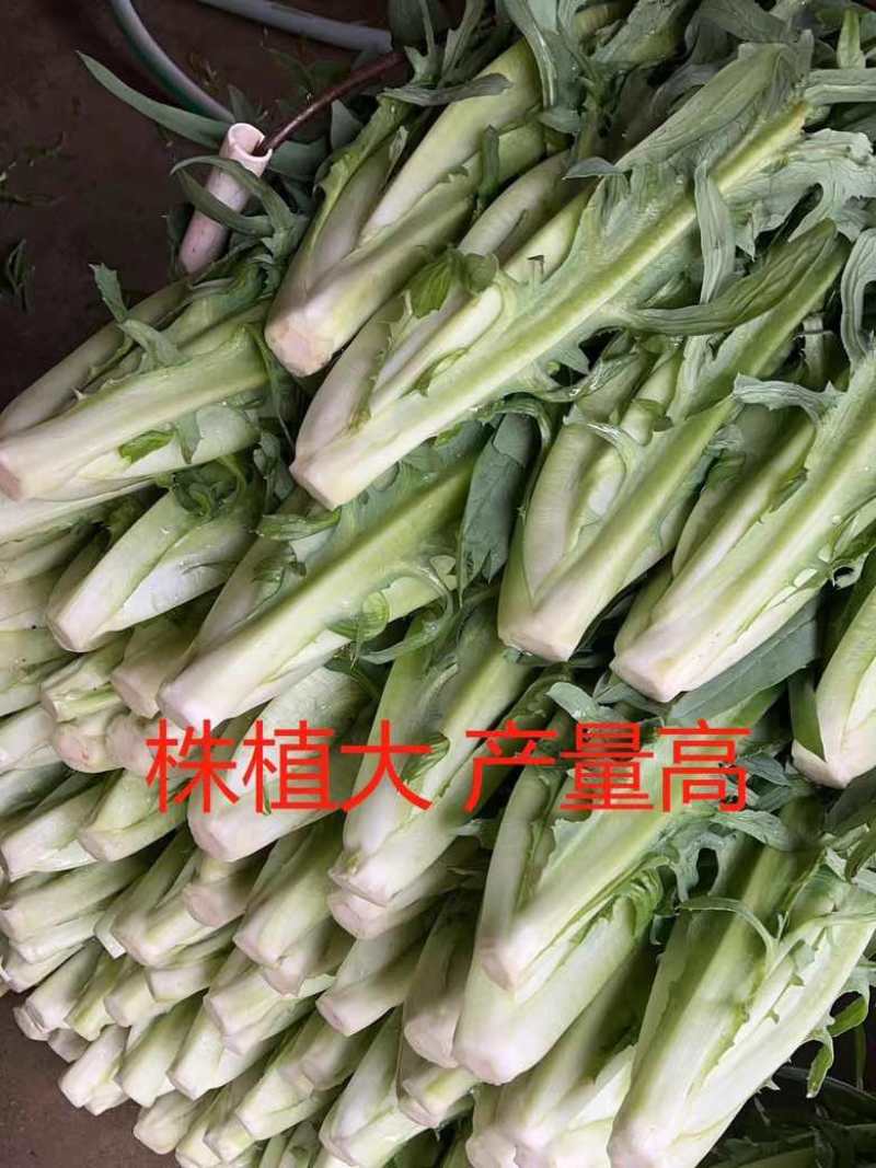 正宗博白甜麦菜苗