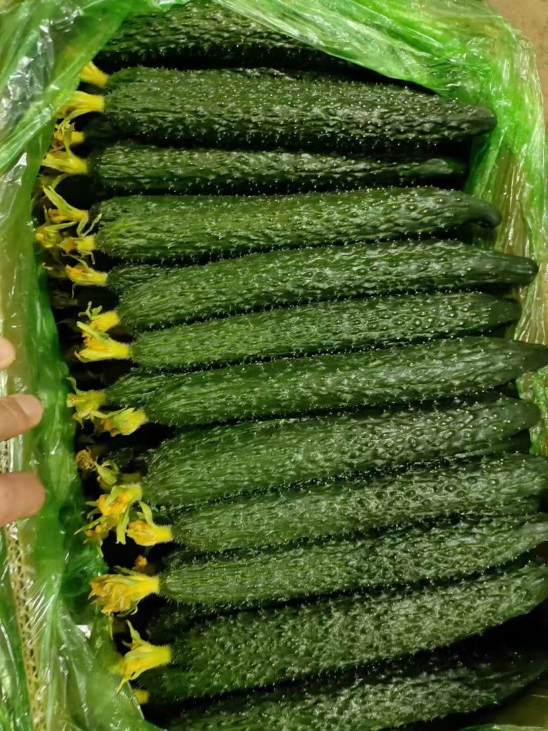 水黄瓜