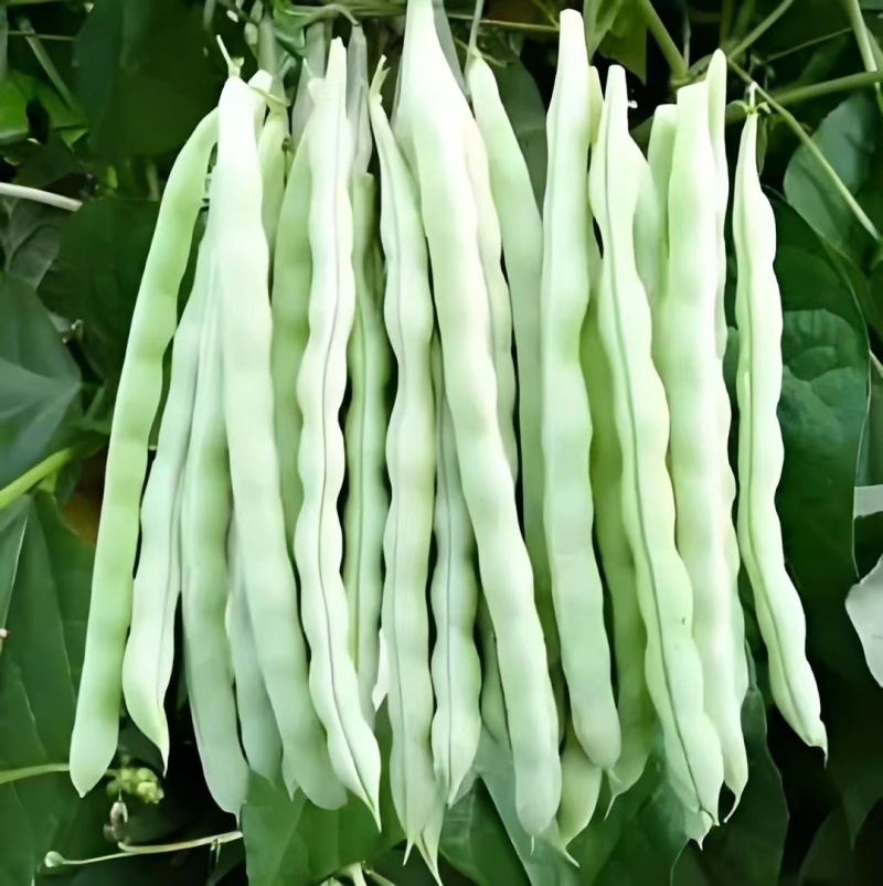 白大架豆角
