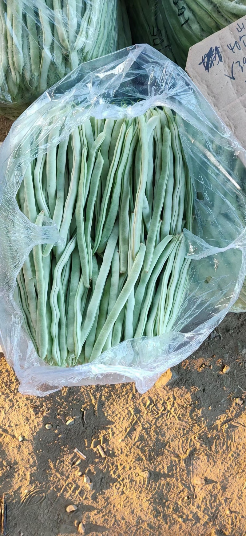 白大架豆角