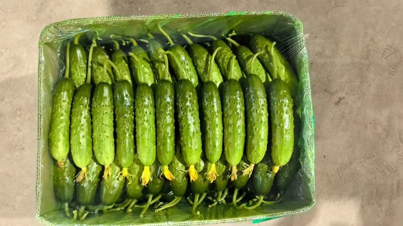 旱黄瓜