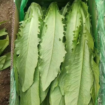 油麦菜