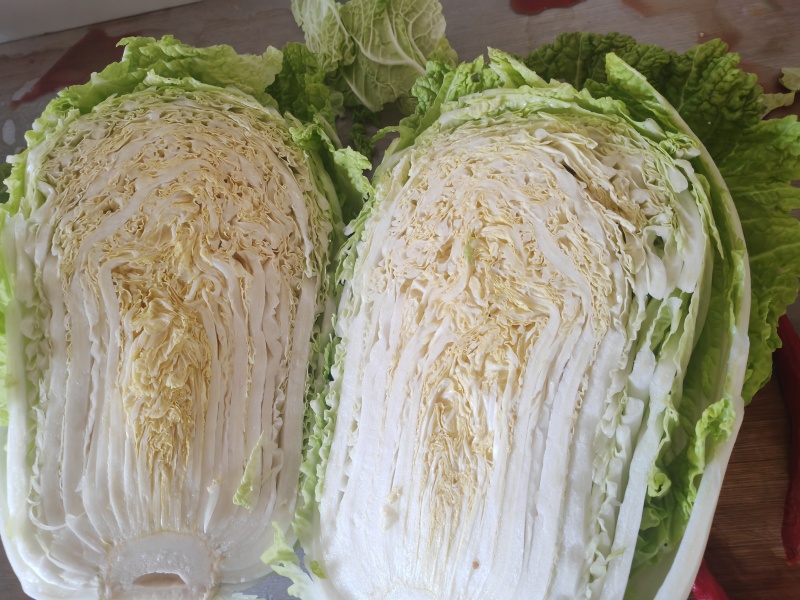 白菜