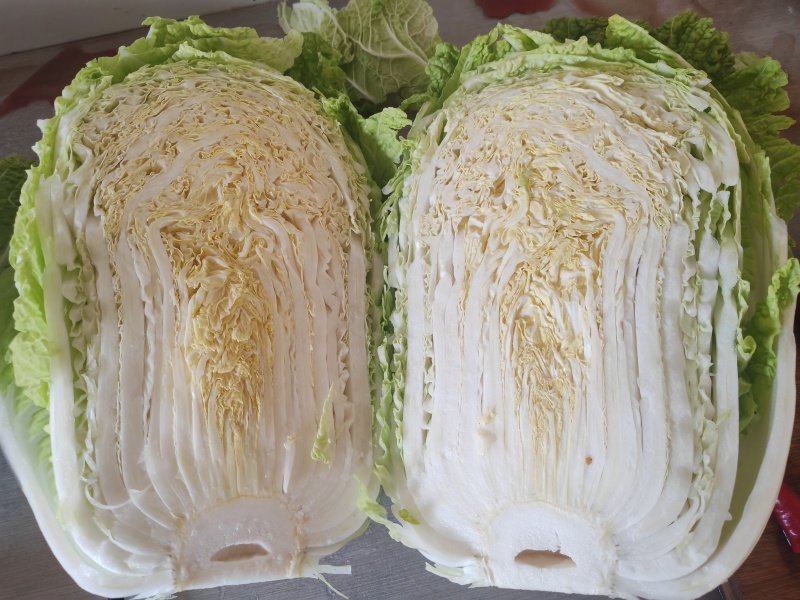 白菜