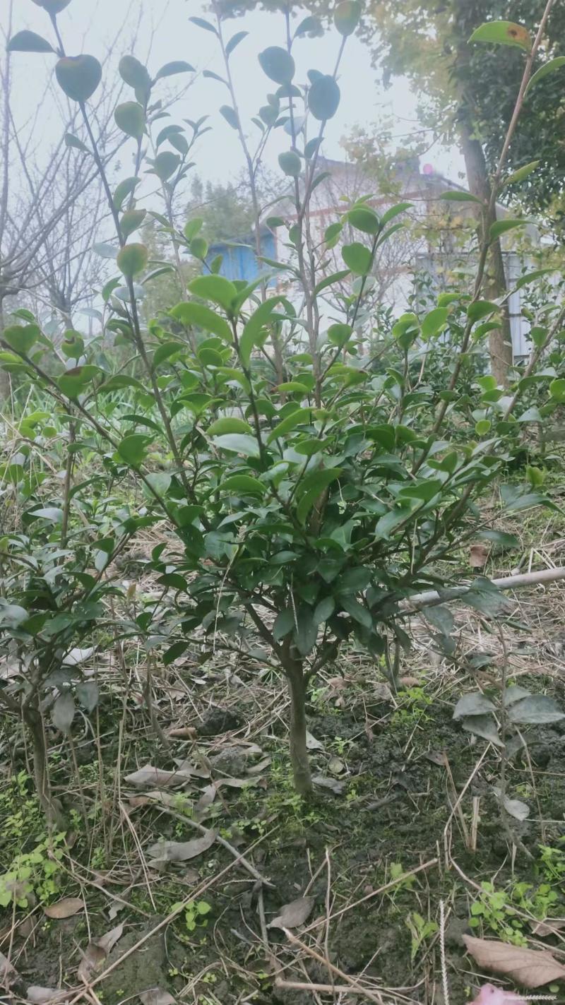 茶花毛笼高度30～50，冠幅30～40