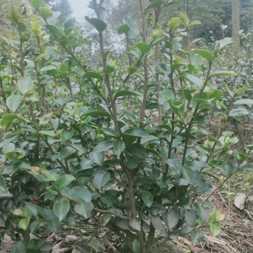 茶花毛笼高度30～50，冠幅30～40