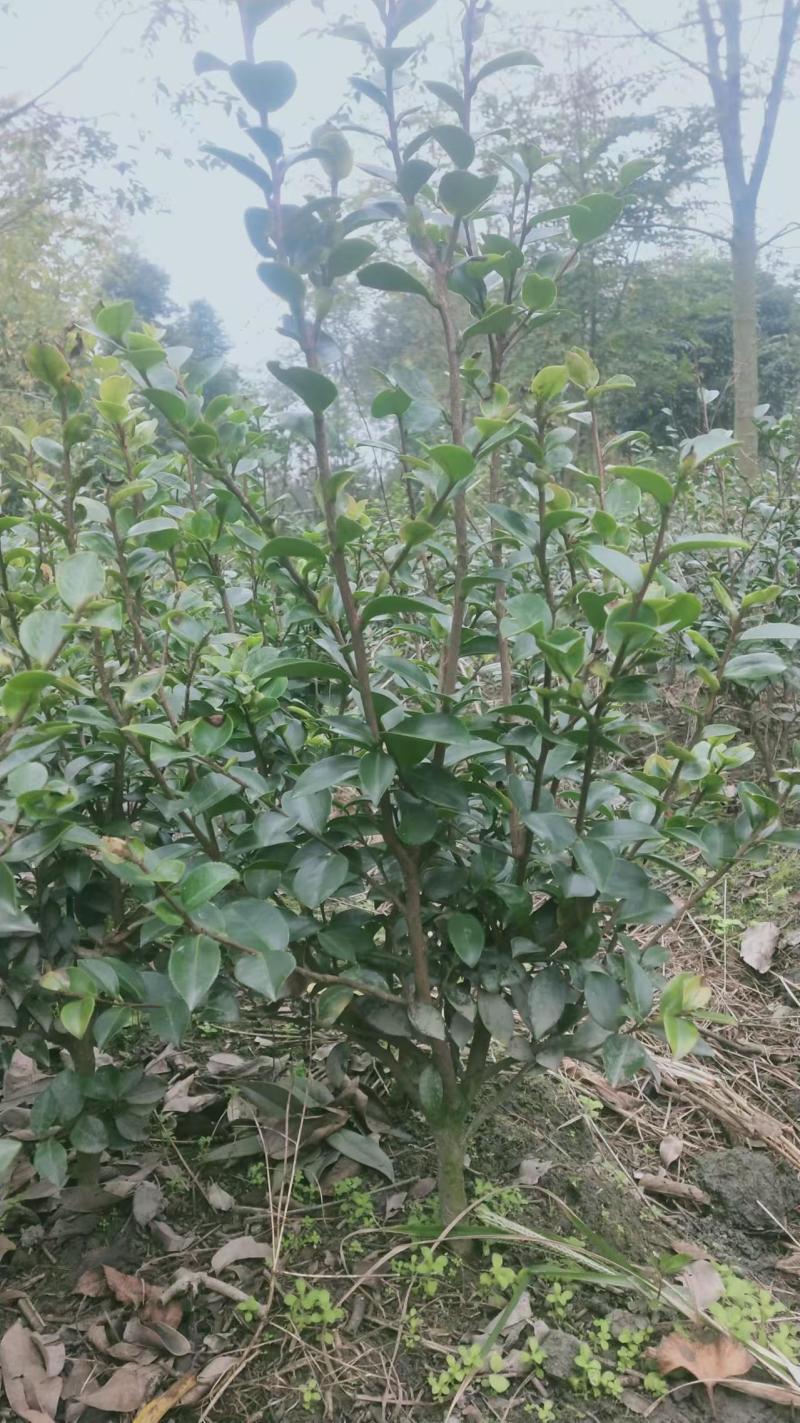 茶花毛笼高度30～50，冠幅30～40