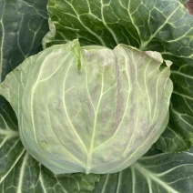 包头菜甘蓝