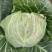 包头菜甘蓝
