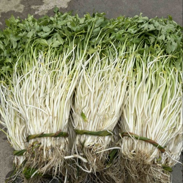 石牌芹菜芽，白芹产地货源量大从优欢迎联系