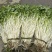 石牌芹菜芽，白芹产地货源量大从优欢迎联系