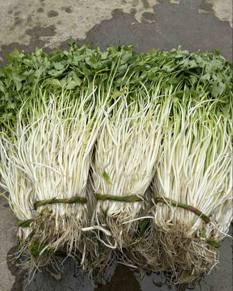 石牌芹菜芽，白芹产地货源量大从优欢迎联系