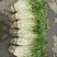 石牌芹菜芽，白芹产地货源量大从优欢迎联系