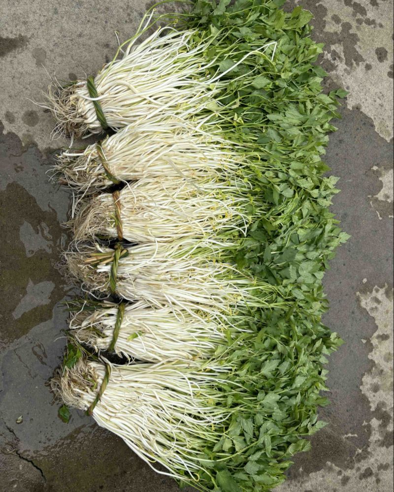 石牌芹菜芽，白芹产地货源量大从优欢迎联系
