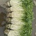 石牌芹菜芽，白芹产地货源量大从优欢迎联系
