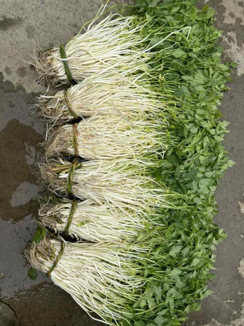 石牌芹菜芽，白芹产地货源量大从优欢迎联系