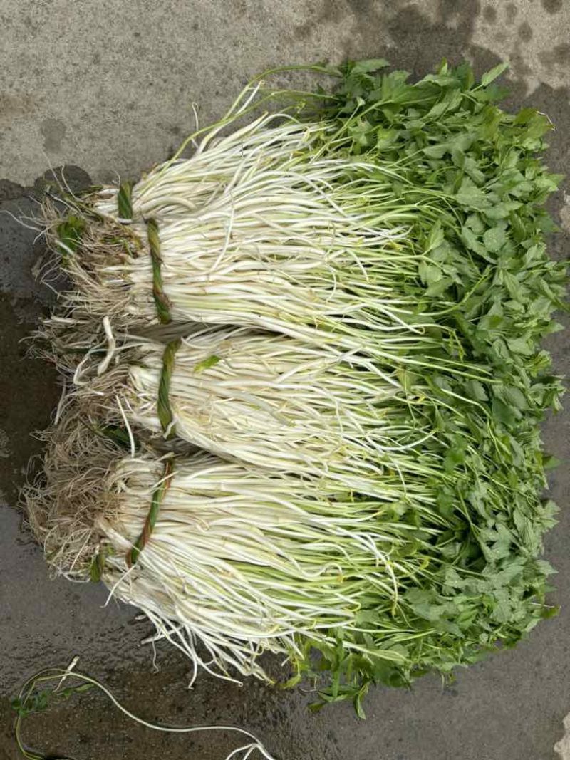石牌芹菜芽，白芹产地货源量大从优欢迎联系