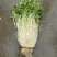 石牌芹菜芽，白芹产地货源量大从优欢迎联系