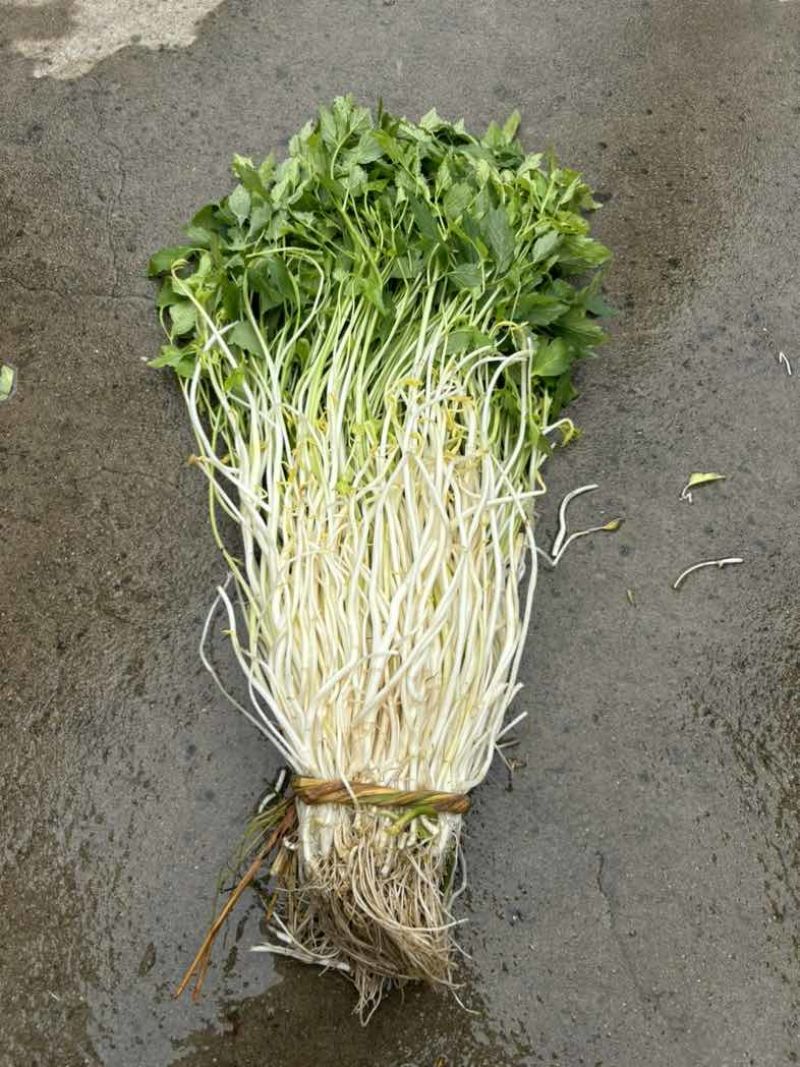 石牌芹菜芽，白芹产地货源量大从优欢迎联系