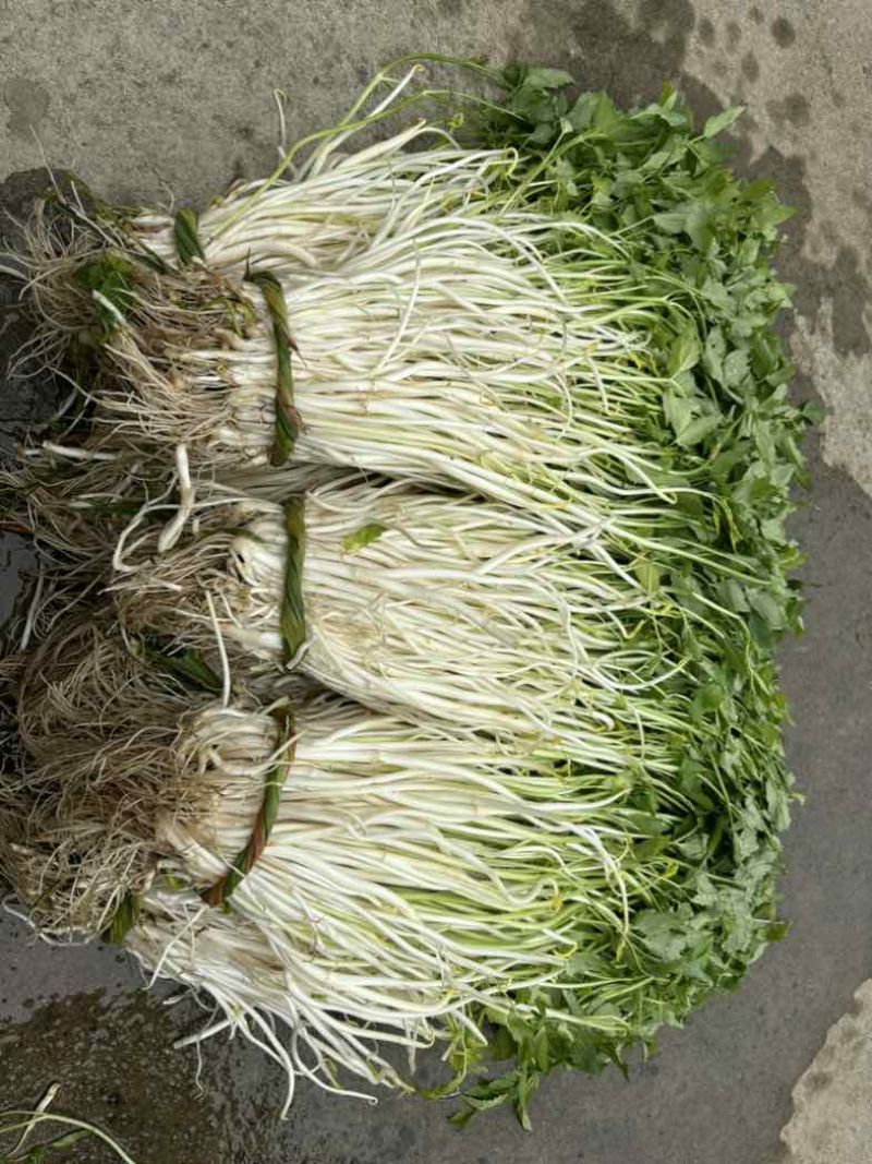 石牌芹菜芽，白芹产地货源量大从优欢迎联系