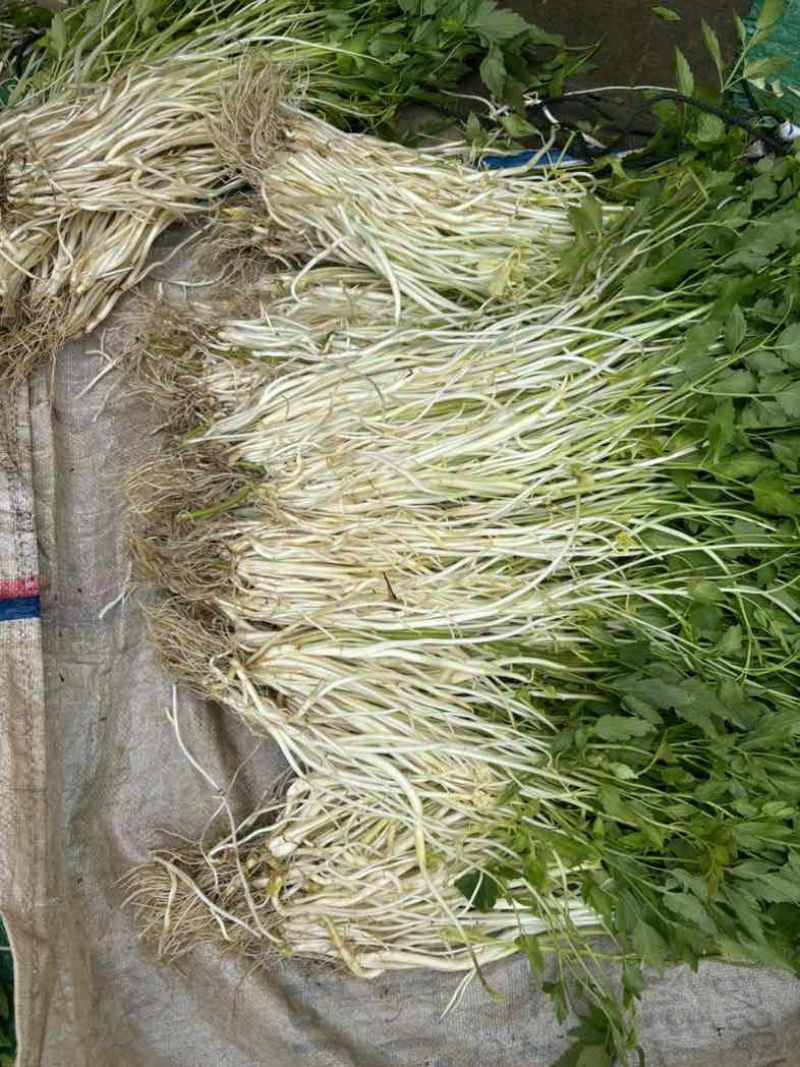 石牌芹菜芽，白芹产地货源量大从优欢迎联系