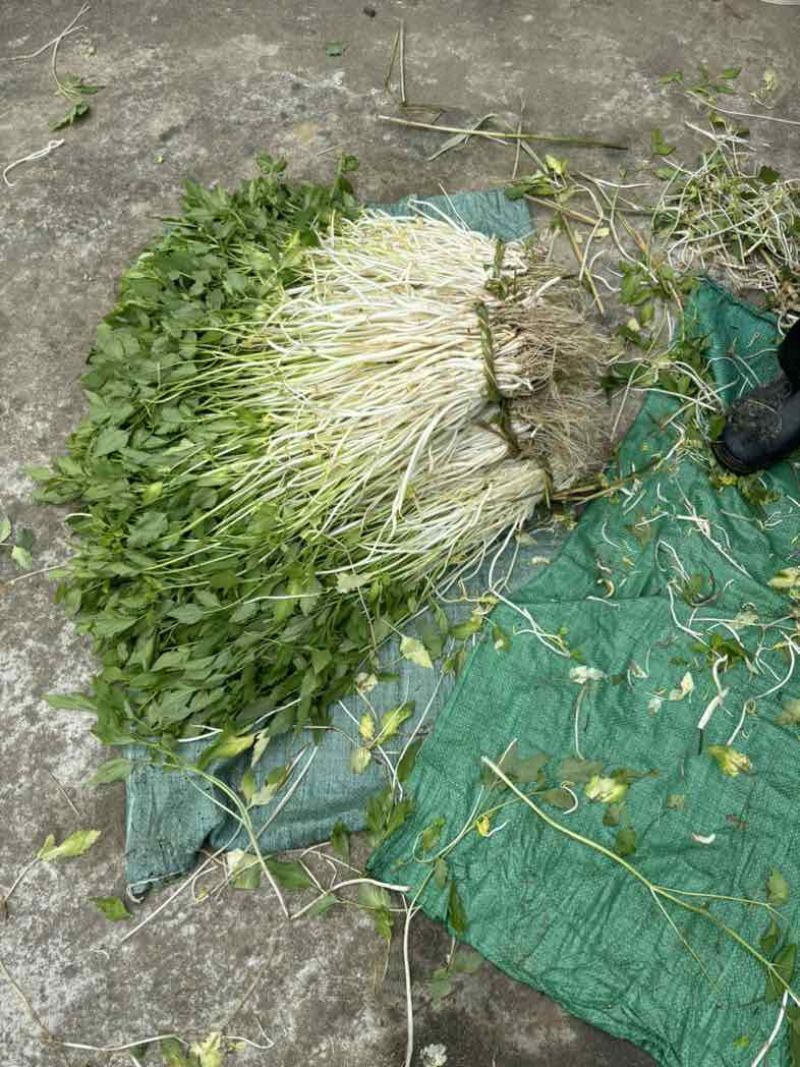 石牌芹菜芽，白芹产地货源量大从优欢迎联系