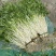 石牌芹菜芽，白芹产地货源量大从优欢迎联系