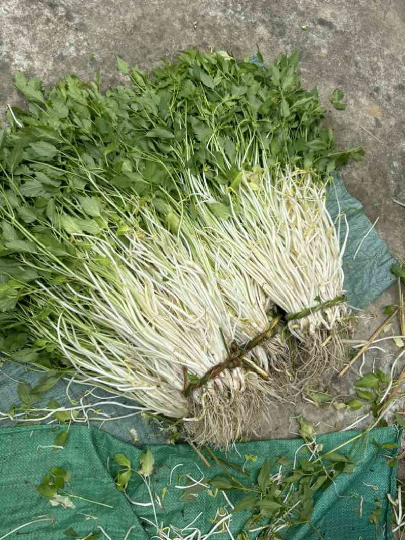 石牌芹菜芽，白芹产地货源量大从优欢迎联系