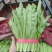 油麦菜大量上市