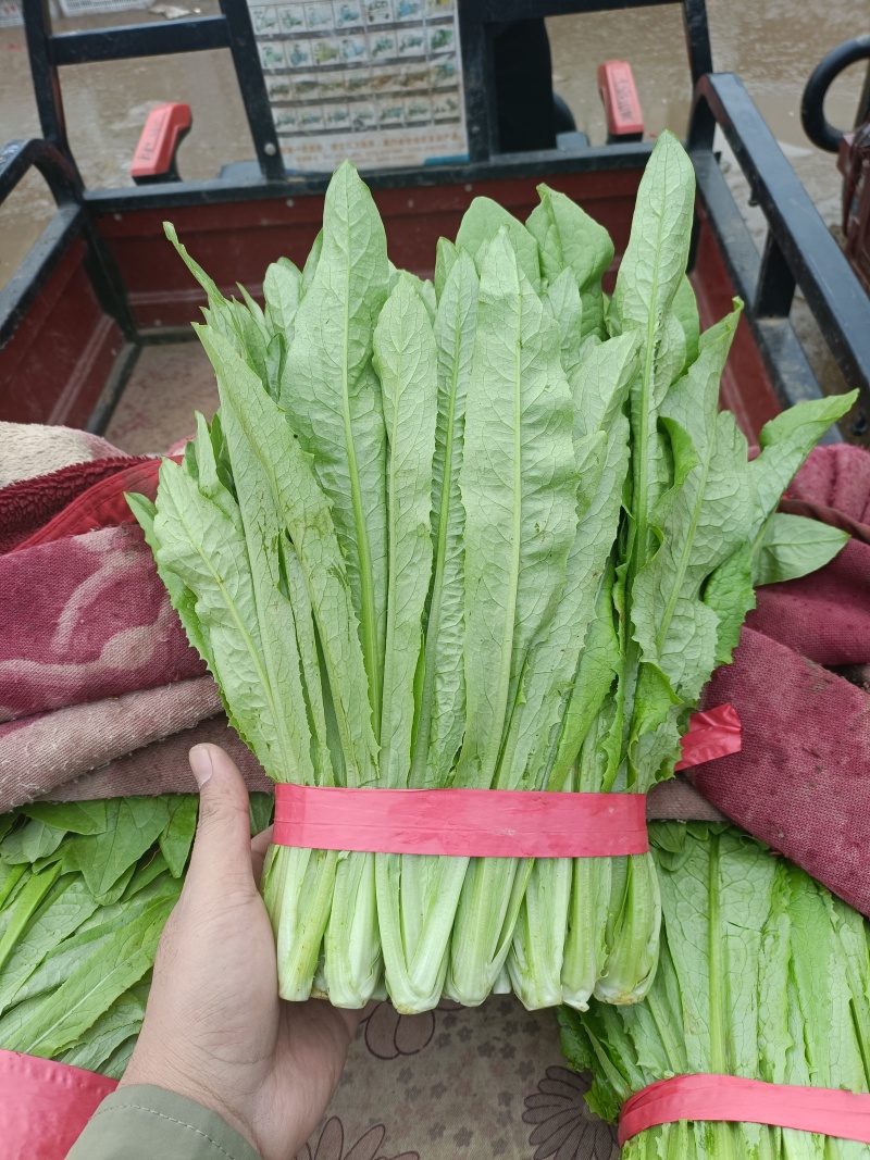 油麦菜大量上市