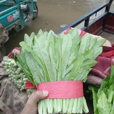 油麦菜大量上市