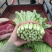 油麦菜大量上市