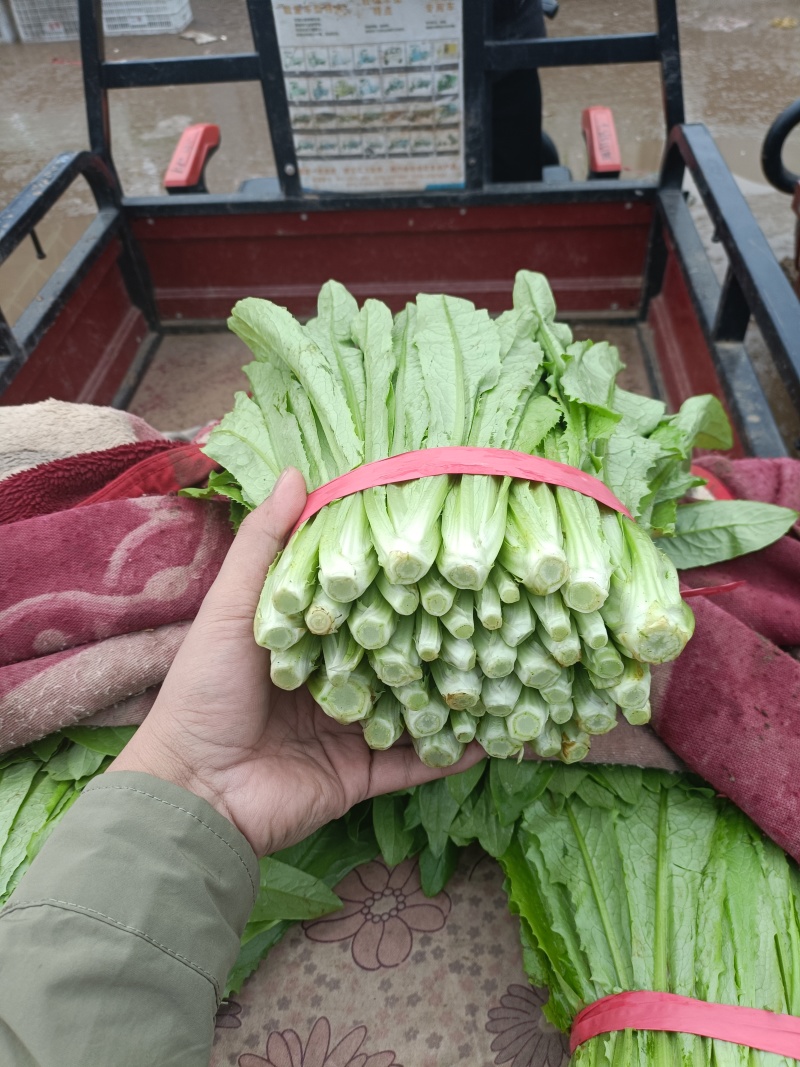油麦菜大量上市