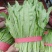 油麦菜大量上市