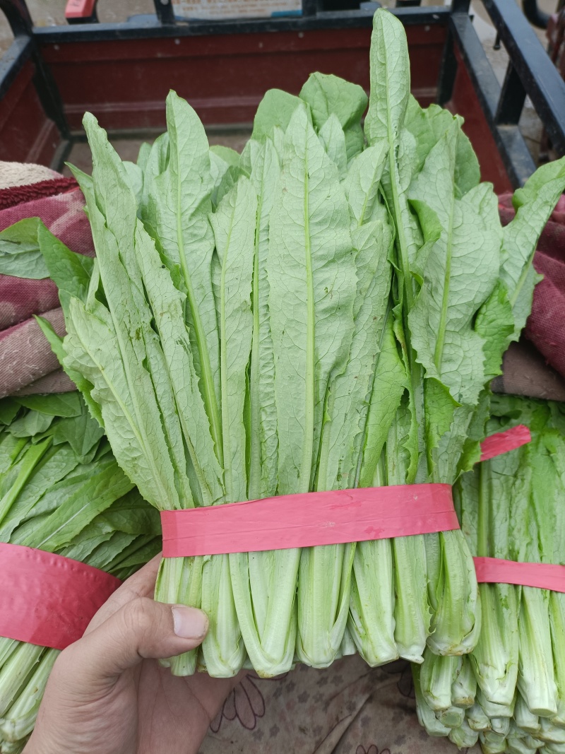 油麦菜大量上市