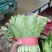 油麦菜大量上市
