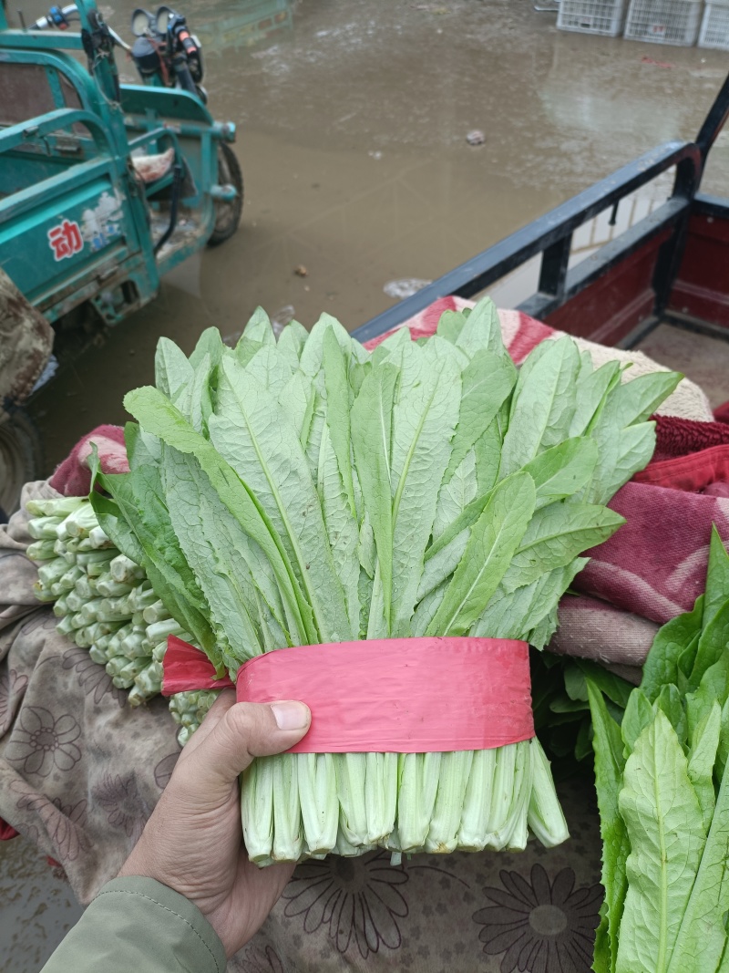 油麦菜大量上市