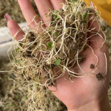 猫爪草种苗猫爪草芽子批发