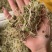 猫爪草种苗猫爪草芽子批发