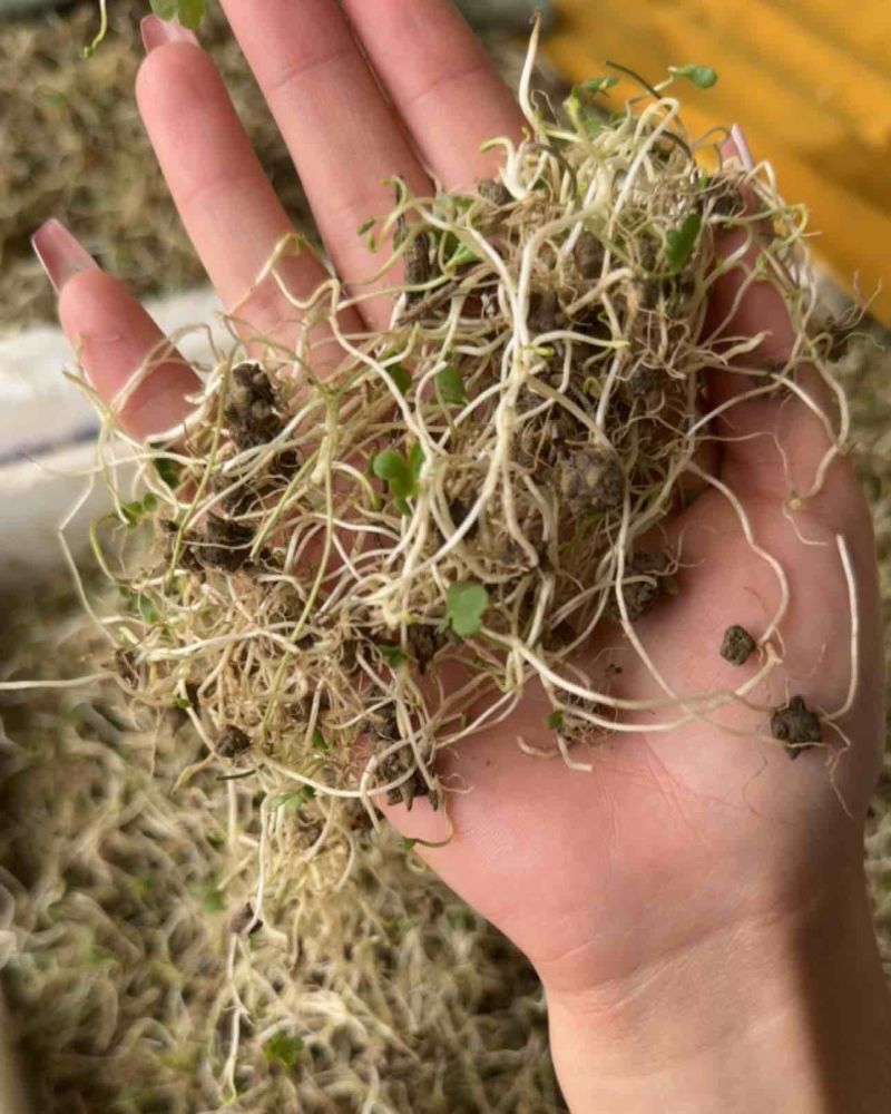 猫爪草种苗猫爪草芽子批发