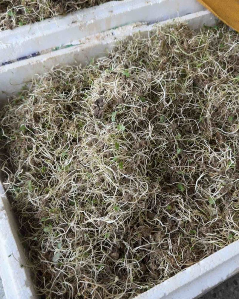 猫爪草种苗猫爪草芽子批发