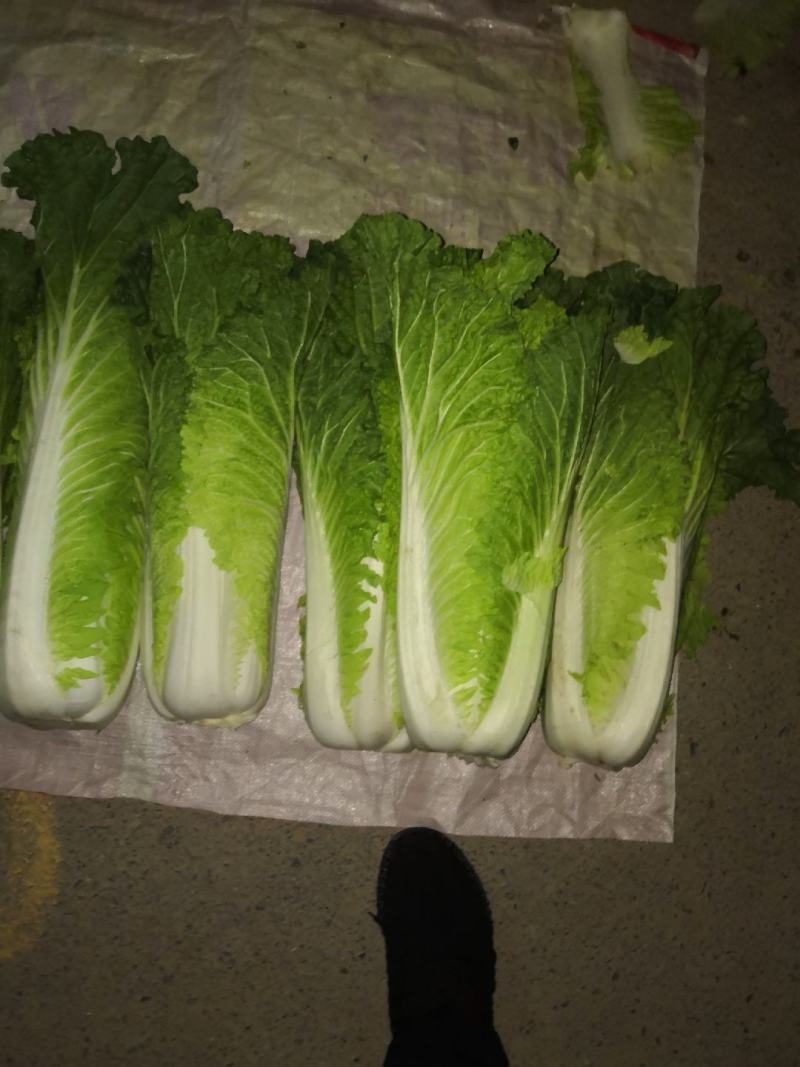 白菜